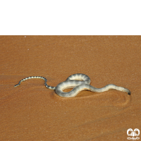 گونه مار دریایی سر کوچک Small -headed Sea Snake